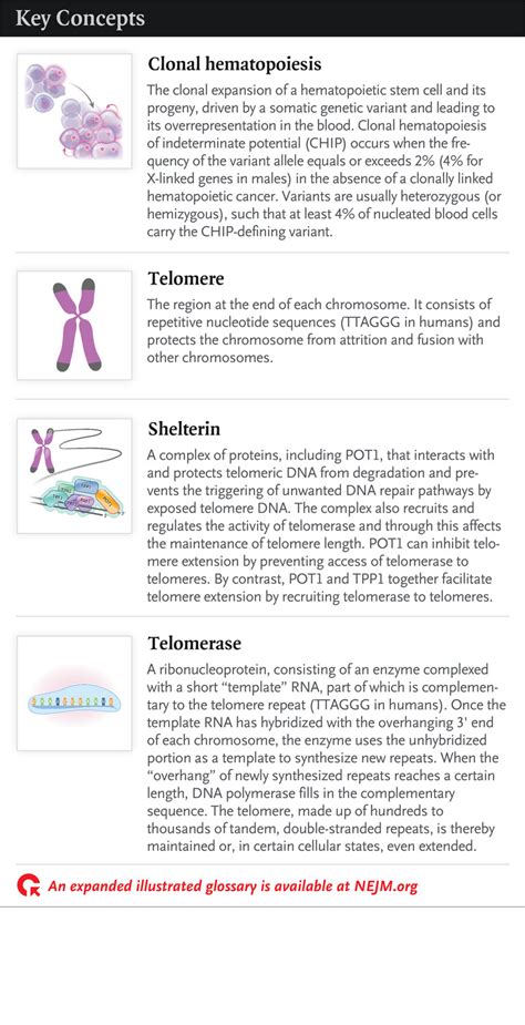 Telomere Length And Clonal Hematopoiesis New England Journal Of Medicine