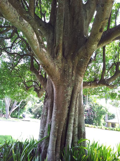 Elaeocarpus Obovatus A Large Specimen Tree Of Elaeocarpus Flickr