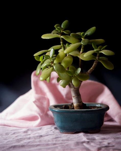 Crassula Ovata Bonsai Tree How To Grow And Care Jade Plant Florgeous