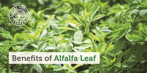 Alfalfa Leaf Nutrition Facts Besto Blog