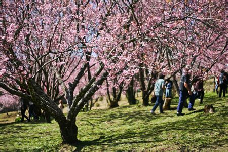 Festa Da Cerejeira Em Flor Em Campos Do Jord O Veja A Programa O