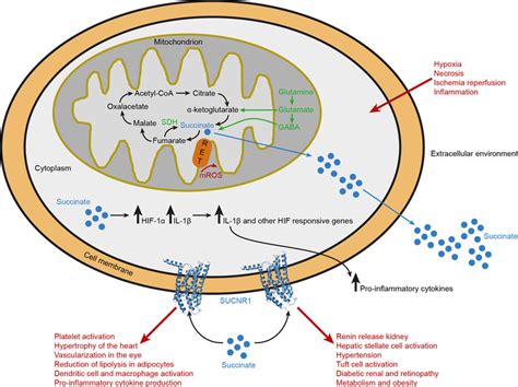 The Succinatesucnr Signalling Axis Levels Of The Krebs Cycle