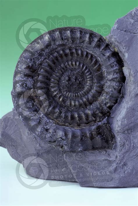 Echioceras Sp Ammonite Fossil Cretaceous Ammonoidea Ammonites