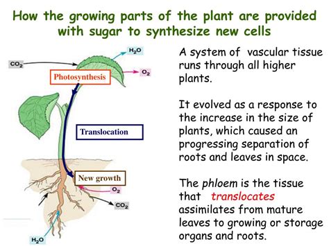 PPT Translocation In The Phloem PowerPoint Presentation Free