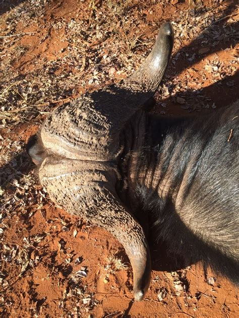 Zimbabwe Buffalo And Eland Hunt With Mbalabala Safaris In Zimbabwe