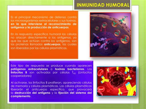 Respuesta Inmune Humoral Y Celular Ppt