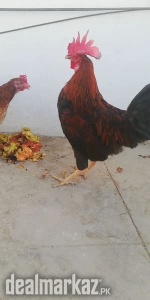 murga murgi pair - 188394 - Hens & Aseel in Karachi - DealMarkaz.pk