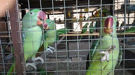 Alexander RAW Indian Ringneck Parrot Chicks YouTube