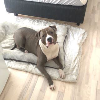 3 år gammal Blandras Amstaff bully säljs av Ivan från Stockholm