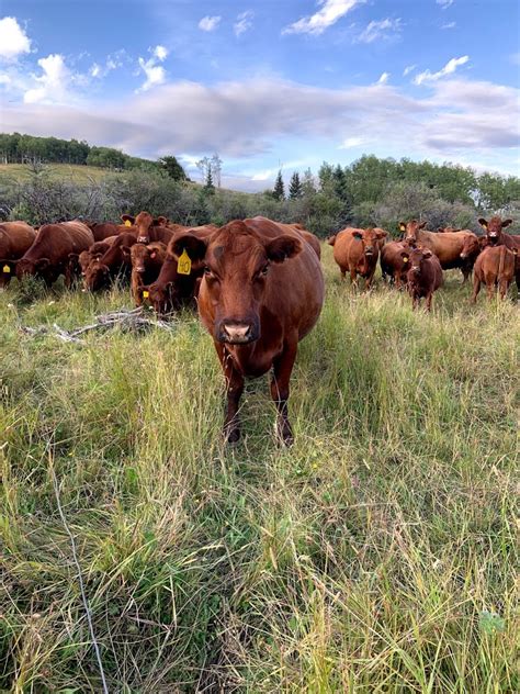 Potential predation prevention: Remind cattle they are herd animals