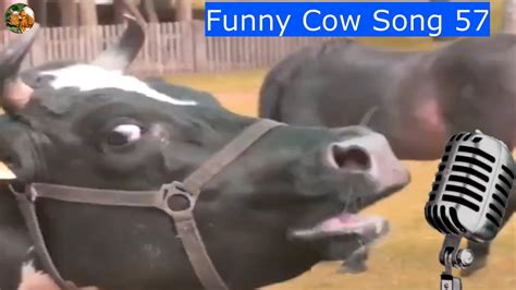 Cow Funny Song And Funny Dance 57 With Cow Beautiful Mooing Sounds Cows