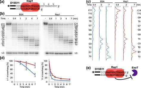 Dna 3′ End Protection When Rap1 Is Bound Immediately Adjacent To The Download Scientific