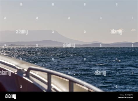 During a boat trip on the Tasman Sea, remote coastlines of the mainland and islands are visible ...