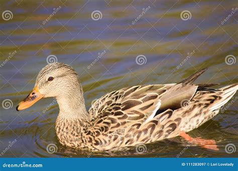 Cute Brown And Tan Duck Swimming In The Pond Stock Image Image Of