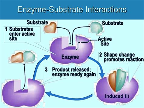 Ppt Chemical Reactions In Cells Powerpoint Presentation Free