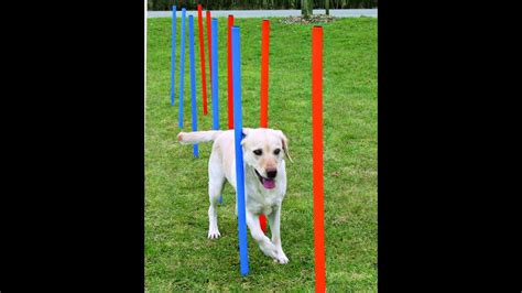 Leg Weave Training For Labrador Dog Part Two Youtube