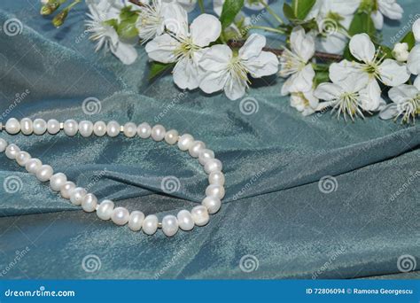 Pearls And Cherry Blossoms Stock Photo Image Of Fragility 72806094