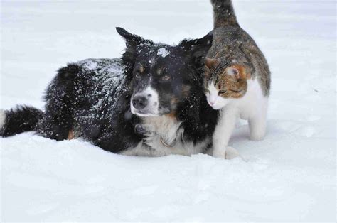 Tipps für den Weihnachtsurlaub mit Hund und Katze