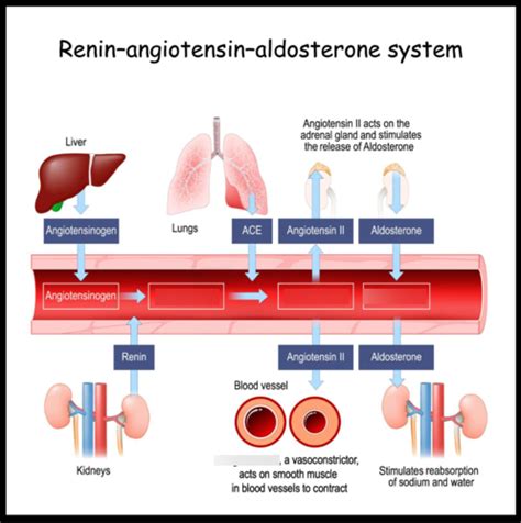 Renin Angiotensin Aldosterone System Diagram Diagram Quizlet