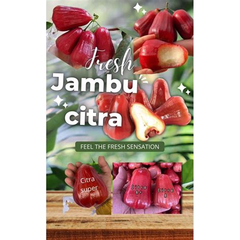 Jual Promo Kg Jambu Air Citra Kg Buah Segar Bandung Nuri Fruits Jambu