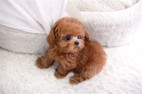 Tbd Micro Teacup Poodle Female Itsy Puppy Teacup And Microteacup