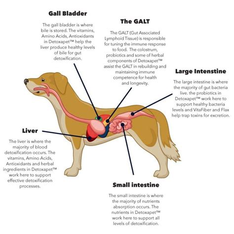 Dog Anatomy Chart Of Organs