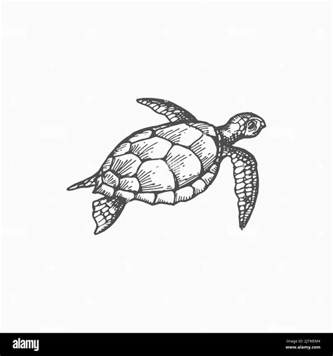 Leatherback Sea Turtle Isolated Marine Underwater Animal Monochrome