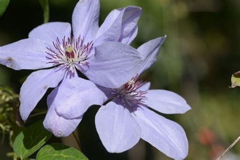 Bernadine Clematis Bernadine Online Kaufen