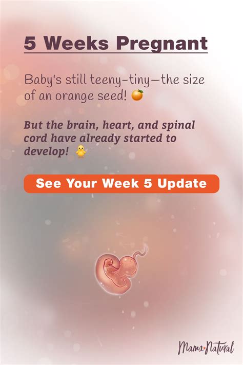 5 Weeks Pregnant No Symptoms At All