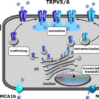 Structural Organization Of TRPV5 And TRPV6 The Epithelial Ca 2