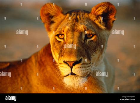 Portrait Of Lioness Stock Photo Alamy