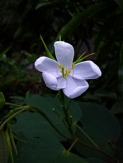 Bauhinia Acuminata Flower Plant Free Photo On Pixabay Pixabay