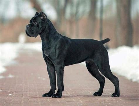 Cane Corso - Dog Breed Information, Photo, Care, History - Fello.pet