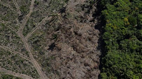 Deforestation In Brazils Amazon Hits Record For First Half Of 2022