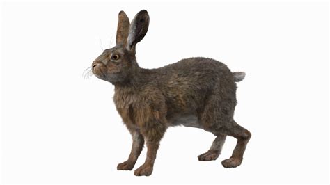 European Hare Fur 3d Turbosquid 2128323
