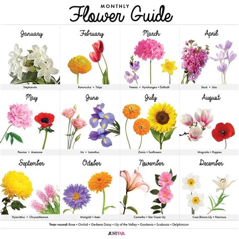 What Is The Birth Month Flower For December At Allen Martindale Blog