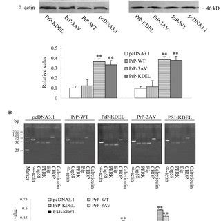 A Schematic Of The Full Length Mature PrP Sequence PK Digested PrPSc