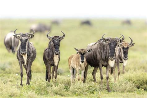 Tage Serengeti National Park Tansania Safari Getyourguide