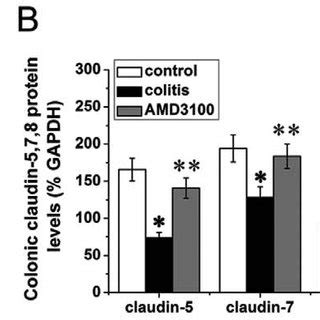 Effects Of Amd On Colonic Claudins Expression In Mice Protein