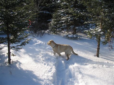 dog on walking trail | andyincapebreton