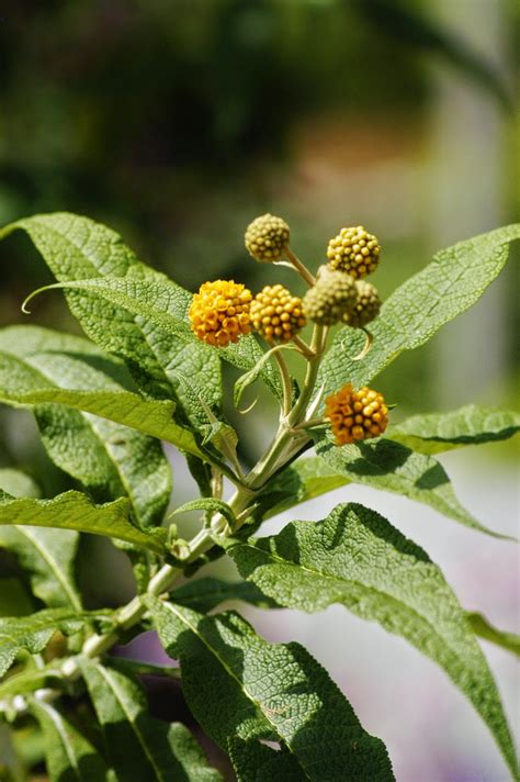 Orange Butterfly Bush – Featuring New Plants Every Day