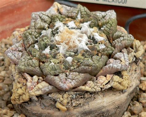 Ariocarpus fissuratus Cuidados Cultivo y Propagación del Cactus