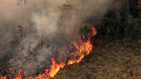 Fogo No Pantanal Mato Grossense J Atinge Mil Hectares Lupanews