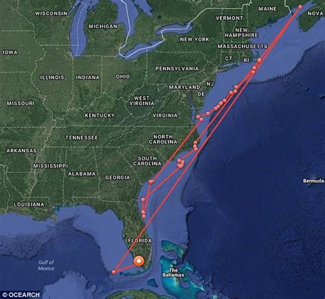 Great White Shark Named George Stalks Everglade Waters Daily Mail Online