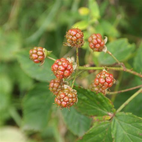 Free Images Forest Fruit Berry Leaf Flower Food Produce Grow