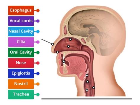 Medical Assisting: Respiratory System (Nose Diagram) - Labelled diagram