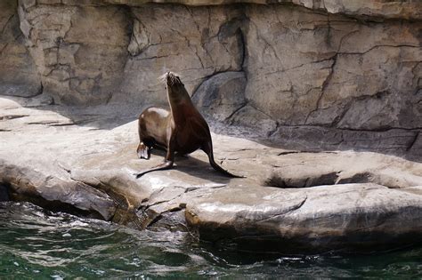 Download Free Photo Of Robbewaterstoneseaseal From