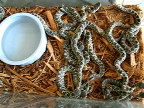 Eastern Diamondback Rattlesnake Facts and Pictures | Reptile Fact