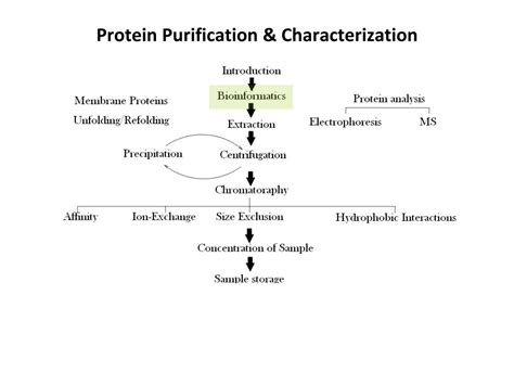 Ppt Protein Purification And Characterization Powerpoint Presentation Id 1810224