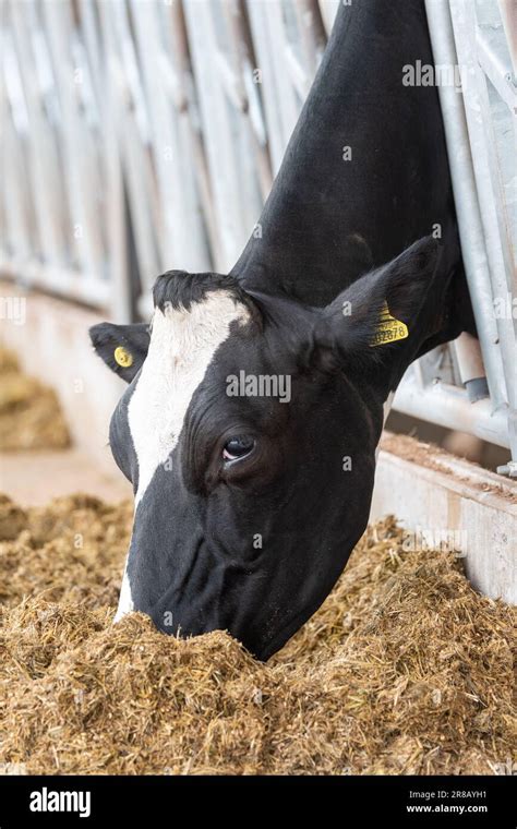 Dairy Cattle Eating A Silage Ration Mix From Behind Feed Barriers In A